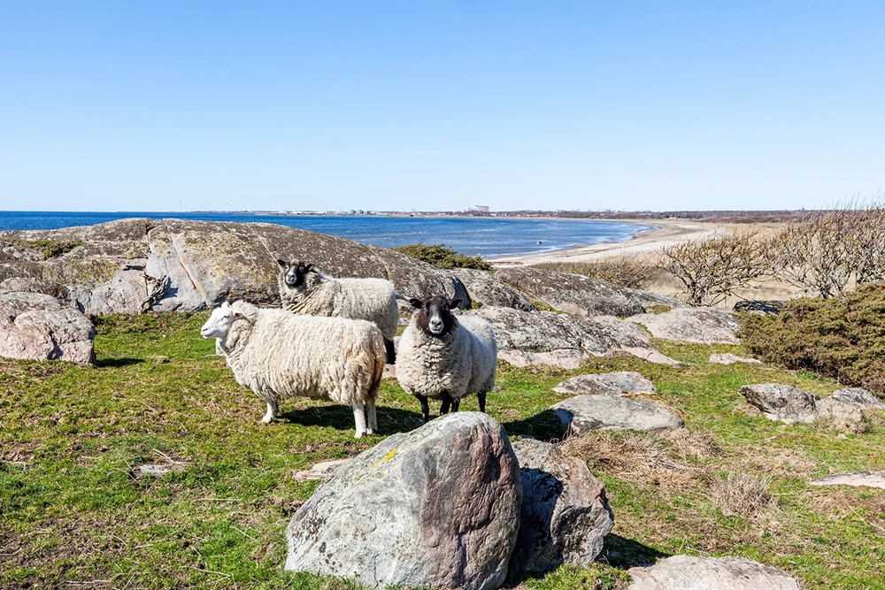 Vi kan tyvärr inte hitta sidan